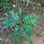 Zanthoxylum caribaeum Habit