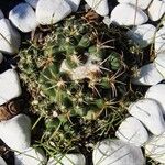 Coryphantha elephantidens Агульны выгляд