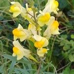 Linaria vulgarisफूल