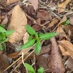 Persicaria pensylvanica Leaf