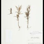 Psyllocarpus psyllocarpoides Otro