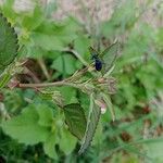 Sida spinosa Λουλούδι