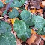 Epimedium pinnatum Habit