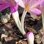 Colchicum cilicicum Corteccia