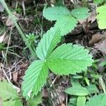 Fragaria moschata Folio