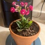 Kalanchoe blossfeldianaBlüte