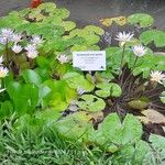 Nymphaea micrantha पत्ता