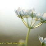 Orlaya grandiflora 花