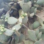 Opuntia ficus-indicaLeht