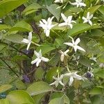 Jasminum neocaledonicum Kwiat