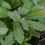 Arabis caucasica Leaf