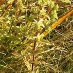 Pedicularis lanceolata Habit