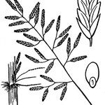 Eragrostis barrelieri Arall