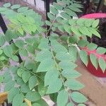 Phyllanthus acidus List