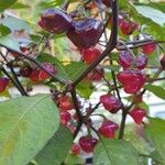 Capsicum chinense Fruit