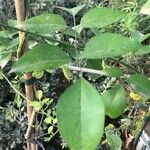 Jasminum azoricum Frunză