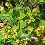 Euphorbia esula ഇല