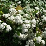 Ageratina adenophora Habitus