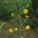 Lactuca hirsuta Flor