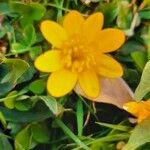 Ranunculus californicus ᱵᱟᱦᱟ