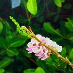 Desmodium heterocarpon Flower