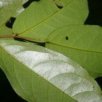 Desmopsis schippii Leaf
