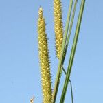 Carex rostrata Vrucht