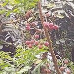 Ekebergia capensis Φρούτο