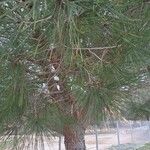 Pinus pinaster Foglia