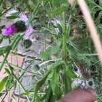 Volutaria muricata Likasa