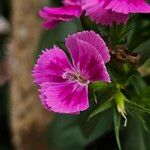 Dianthus barbatus Flor