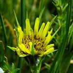 Tragopogon dubius Flor