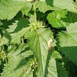 Lamium album Feuille