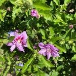 Hibiscus syriacusফুল