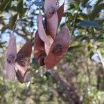 Olax dissitiflora Fruit