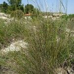 Stipa capillata عادت داشتن