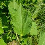 Hibiscus moscheutos Leaf