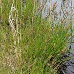 Carex nigra Хабит