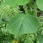 Clerodendrum speciosissimum Hoja