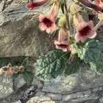 Rehmannia glutinosa Fleur