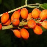 Erythrina globocalyx Vaisius