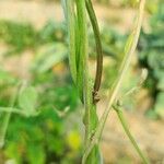 Vigna unguiculata বাকল