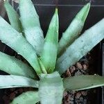 Agave macroacantha Ліст