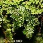 Hymenophyllum tunbrigense Diğer