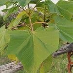 Paulownia tomentosaBlad