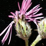 Volutaria tubuliflora Blomst