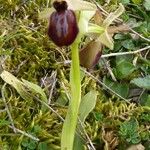 Ophrys arachnitiformis മറ്റ്