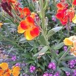 Erysimum × cheiri ഇല