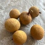 Dimocarpus longan Leht