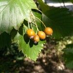Sorbus torminalis Fruit